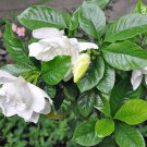 Rosa Sericea F. Pteracantha , Pack Premium of - Limited Edition 5 Seeds