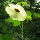 Special Offer Hot Sale Zephyranthes Pack of Bestselling 10 Seeds Rosea Pink