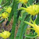 of 10 Seeds Aristolochia Macroura Dutchman'S Pipe, - Top Quality Limited