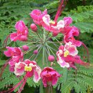Pack of 79 Seeds Dioscorea Limited Stock Batatas Cinnamon Vine, - Bestselling
