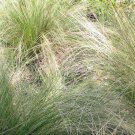 Lafoensia Acuminata Brazilian Glory Tree, Discounted - Pack of 10