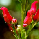 Best Seller Lilium Formosanum Formosa New Arrival Lily, Pack of 10 Seeds (2945)