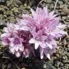 Limited Stock Pack of 10 Seeds Bestselling Meriania Nobilis Noble Meriania,