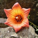 Discounted Pentagonia Macrophylla Large-Leaved Pentagonia, - Pack of 5