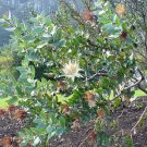 of 10 Seeds Cassia Fistula Golden Shower Tree, - Bestselling Heirloom