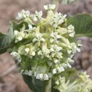 Pack of 5 Seeds Collector's Choice Premium Murraya Paniculata Short Variety,