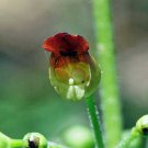 Top Quality Rubus Pack of Limited Stock 20 Seeds Ursinus California Blackberry,