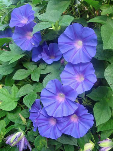 New Arrival Special Offer Boechera Pulchra Beautiful Rockcress, Pack of 50