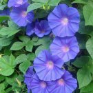 New Arrival Special Offer Boechera Pulchra Beautiful Rockcress, Pack of 50