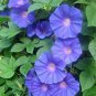 New Arrival Special Offer Boechera Pulchra Beautiful Rockcress, Pack of 50