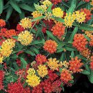 Pack of 100 Seeds Eriodictyon Crassifolium Thick Leaf Yerba Santa, Highly Rated