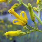 Hot Sale Gmelina Pack of 5 Seeds Arborea Beechwood Tree, Premium