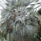 Agave Deserti Desert Agave, - Premium Hot Sale Pack of 10 Seeds