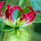 Pack of 100 Seeds Grown in USA Diplacus Longiflorus Long-Flowered