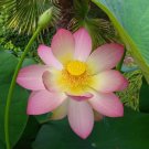 Pack of 10 Seeds Leucadendron Tinctum Sunset Conebush, Bestselling
