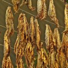 1000 seeds connecticut broadleaf tobacco ~ heirloom non-gmo nicotiana tabacum