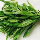 seeds 200 fresh tarragon