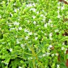 seeds 2000 oregano herb perennial greens greek fresh medicinal non-gmo heirloom