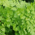 seeds 400 chervil | heirloom - non-gmo herb