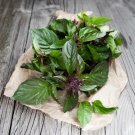 1000 seeds thai basil ocimum basilicum herb non-gmo