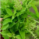 seeds 200 tulsi (ocimum tenuiflorum) organic tulasi, medicinal holy basil herb