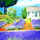 seeds 1200 english lavender spring perennial herb mosquito insect repellent
