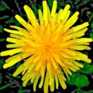 seeds 1000 dandelion spring microgreens salads herb organic perennial non-gmo