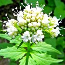 seeds valerian 200 spring sow perennial herb medicinal sedative catnip bees