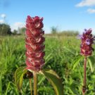 200 seeds heal all medicinal herb bulk self-heal, all-heal (prunella vulgaris)