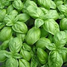 seeds genovese basil | 1,000 heirloom - non-gmo