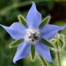 seeds 100 borage | heirloom - non-gmo herb
