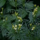 300 seeds huacatay black mint peruvian medicinal & culinary herb tagetes minuta