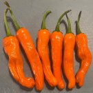2024 seeds 20x orange shishito sweet | non-gmo organic pepper ship