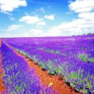 seeds 1200 lavender vera spring mosquito insect repellent perennial non-gmo
