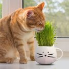 seeds cat grass | heirloom - non-gmo herb