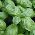 seeds 1000 genovese basil | non-gmo heirloom -
