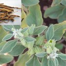 50 seeds ashwagandha - organic withania somnifera indian ginseng