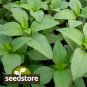 seeds lime basil | heirloom - non-gmo herb