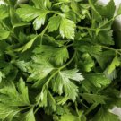 seeds parsley italian container gardening winter plant sunahmie
