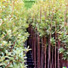 50 seeds ashwaganda herb | indian ginseng, withania somnifera, medicinal plant