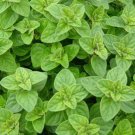 seeds italian oregano 2000 culinary herbs spice garden non-gmo