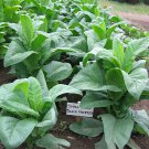 1000 seeds black mammoth tobacco ~ heirloom nicotiana tabacum pipe and snuff