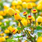 seeds toothache plant paracress - medicinal herb buzz buttons ship