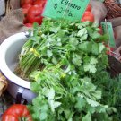 150 seeds - cilantro coriander chinese parsley groco buy any 15-ships