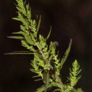 250 seeds epazote - chenopodium ambrosoides dysphania ambrosioides