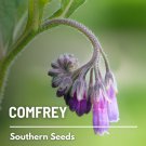 20 seeds comfrey - medicinal herb gmo (symphytum officinale)