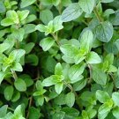 seeds italian oregano | 2,000 heirloom non-gmo