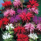 seeds 25 bee balm mix lemon hummingbird mint monarda didyma mixed colors flower