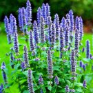 seeds 200 korean mint spring perennial herb mosquito insect repellent hardy