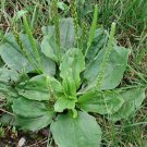 seeds 400 organic broadleaf plantain ~ plantago major *